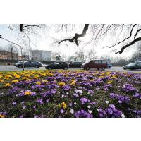 2260_1383 Verkehrsinsel mit Strassenverkehr, Autoverkehr; Krokusblüte in der Hamburger Innestadt. | 